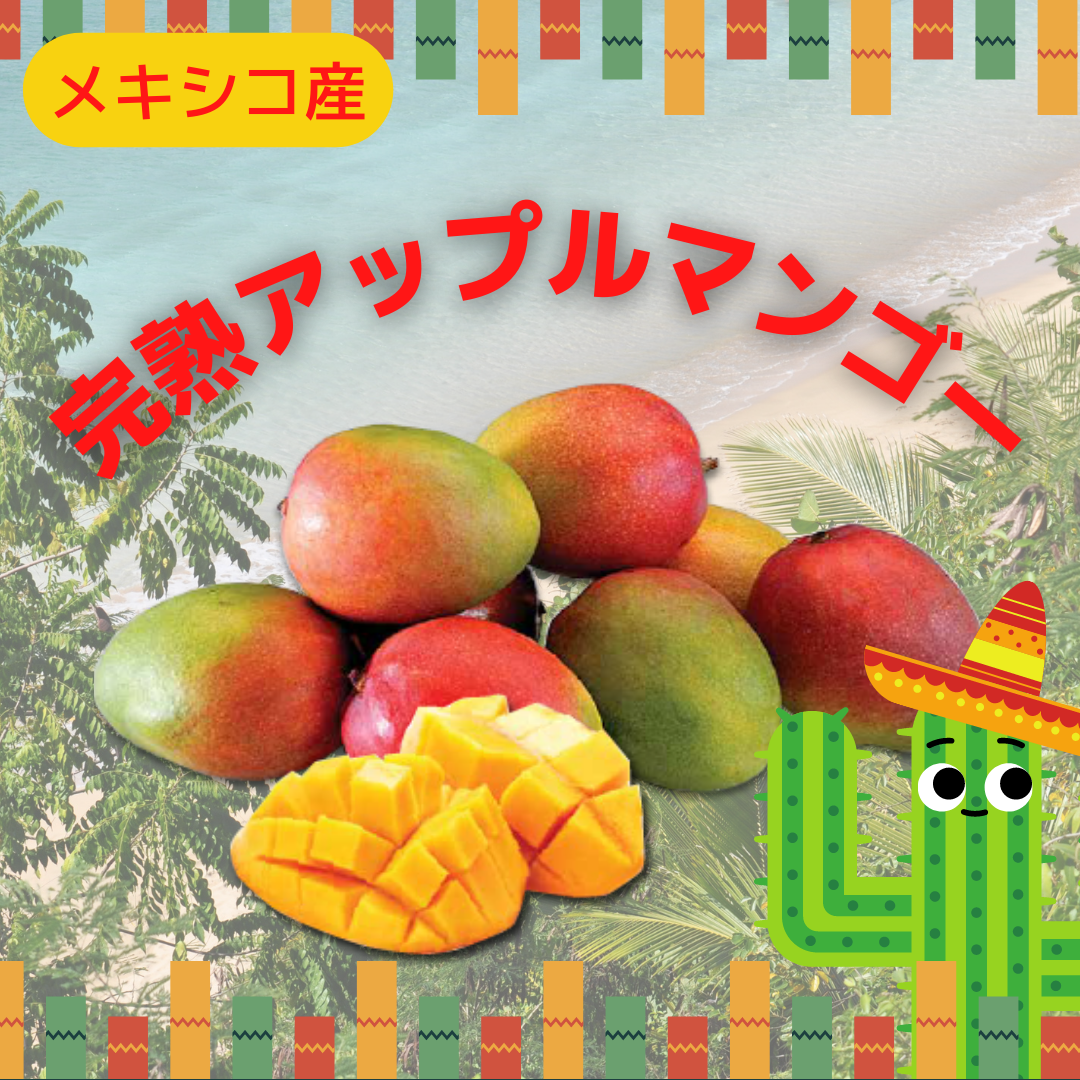 大好評 メキシコ産完熟アップルマンゴー販売しております