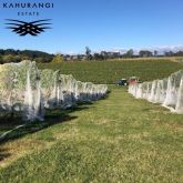 ニュージーランド　ワイン　赤　白　スパークリング　ロゼ